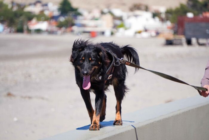 Rada Tilly amplía el servicio de esterilización de perros y gatos